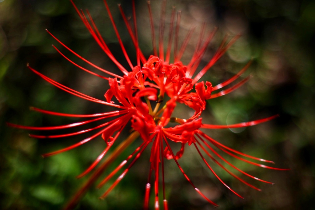 曼珠沙華