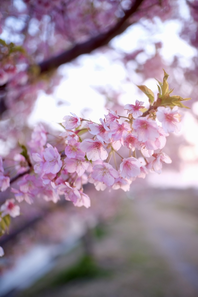 今年の初桜