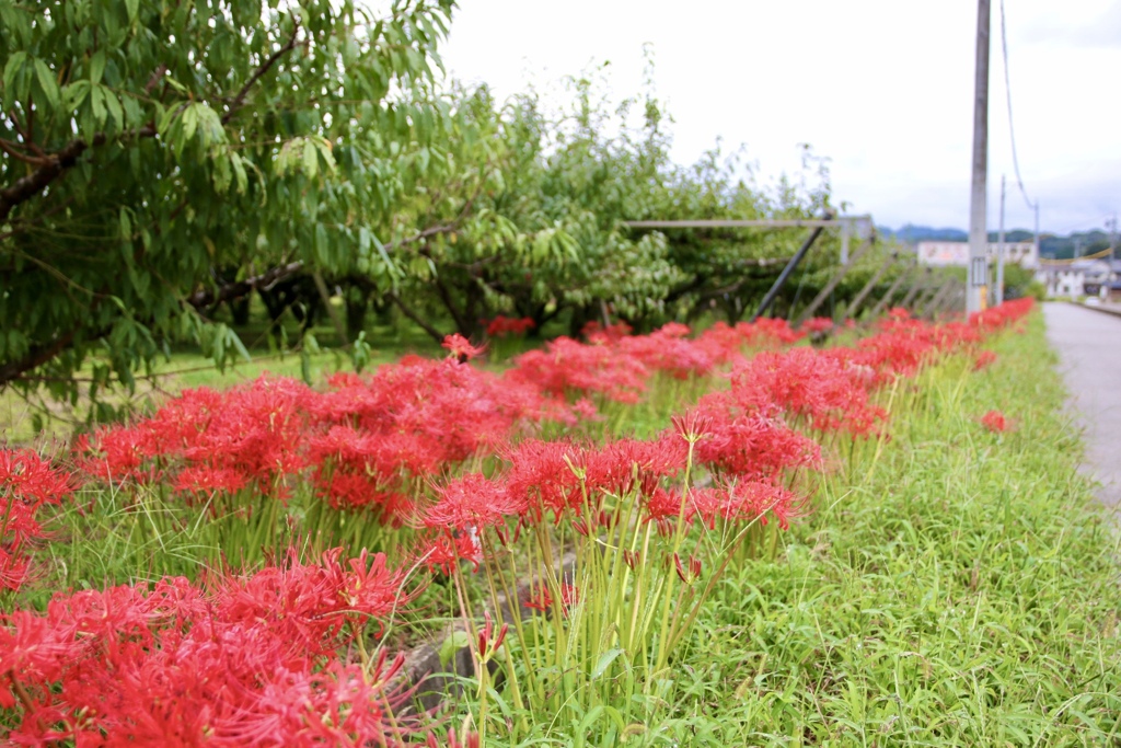 梨の木と彼岸花
