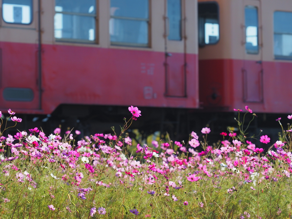 二連と秋の花々