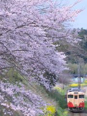 高貴の花の祝福が降り注ぐ