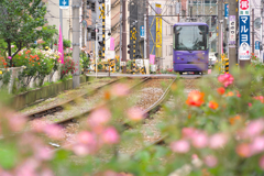 トラムの行先、やわらかな花々あり