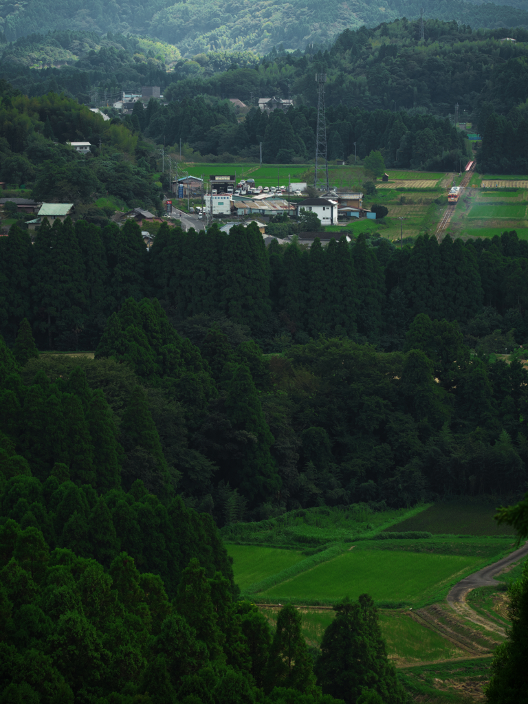 里山の深い木々に挑む