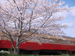 桜楓気動車図