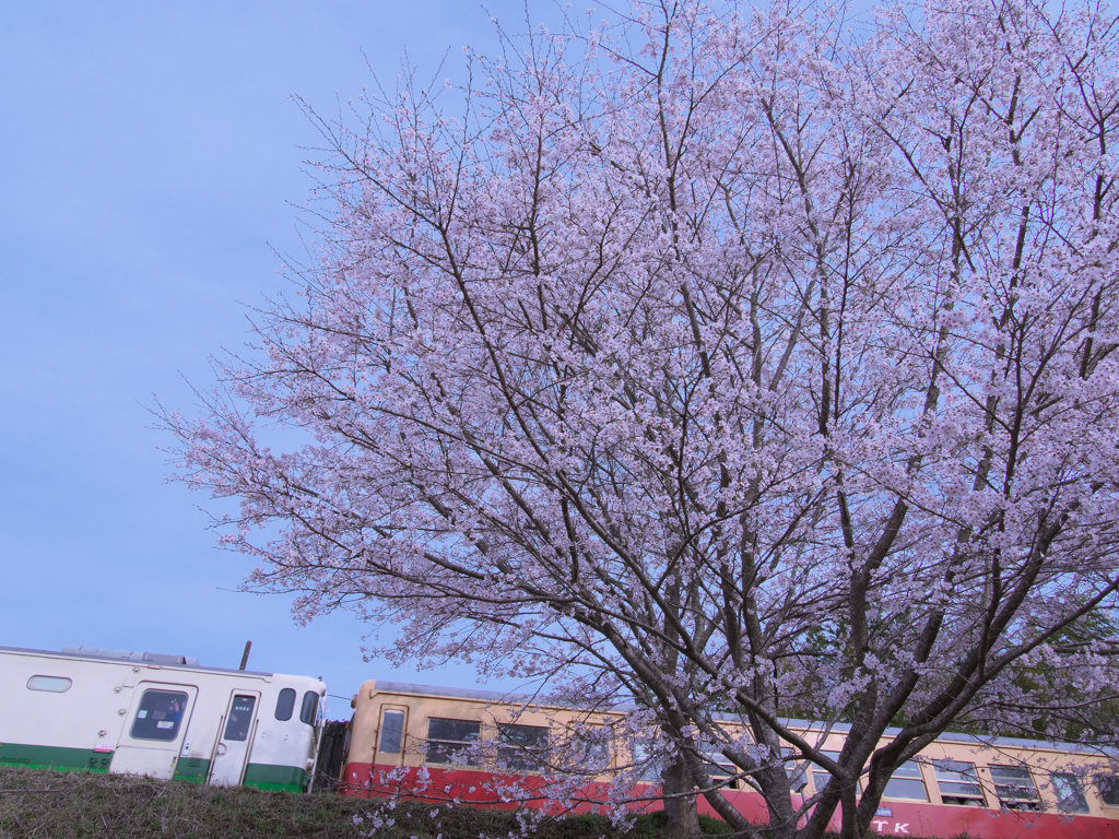 見上げれば明媚