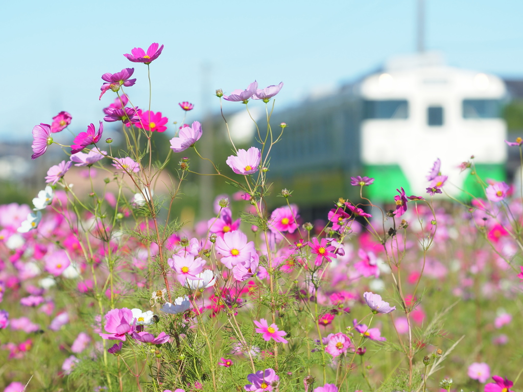 秋桜満開ノ小湊線