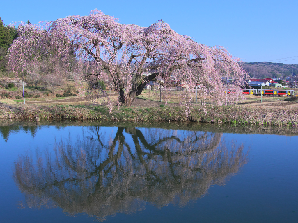 水鏡にも桃色景色