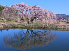 水鏡にも桃色景色