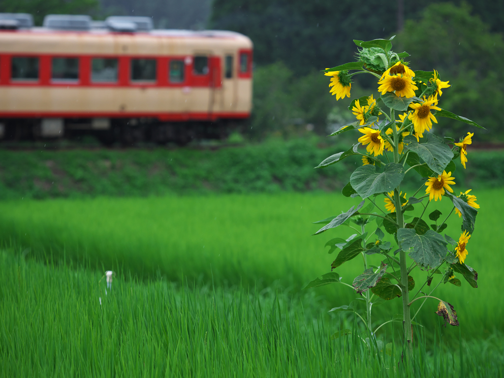 古兵、最後の夏の始まり