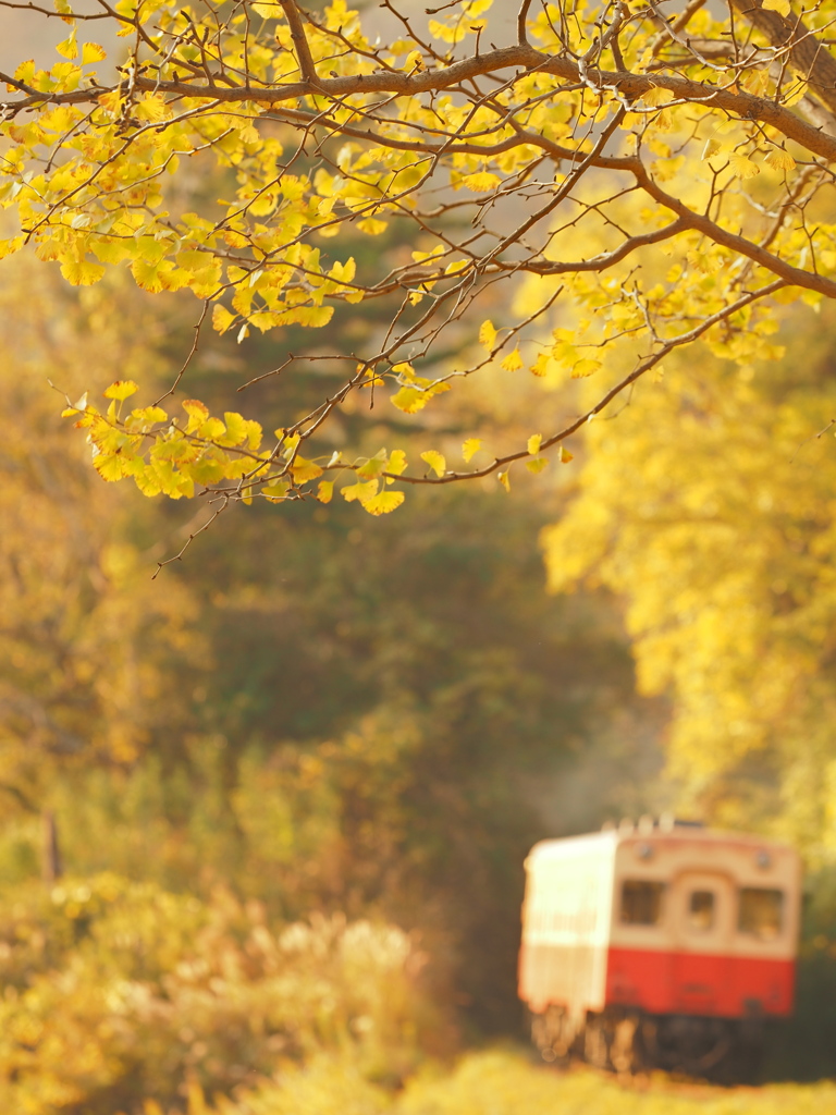 里山粧う、黄金の頃合