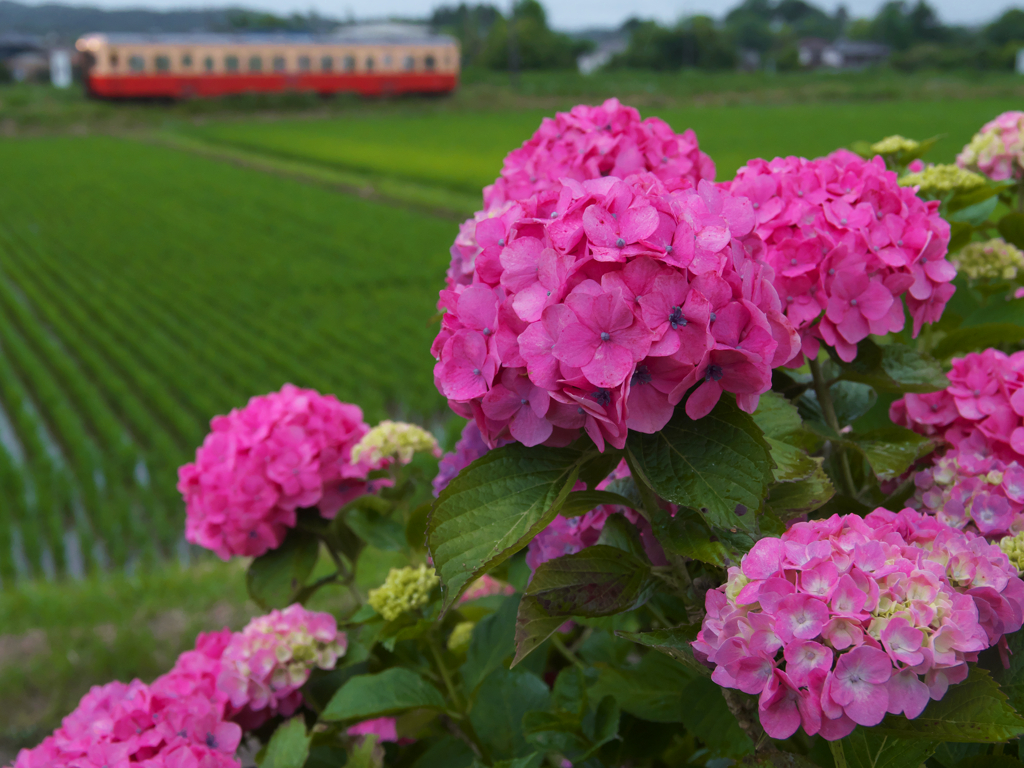 桃色の雨花は潤いを帯びてかがやく