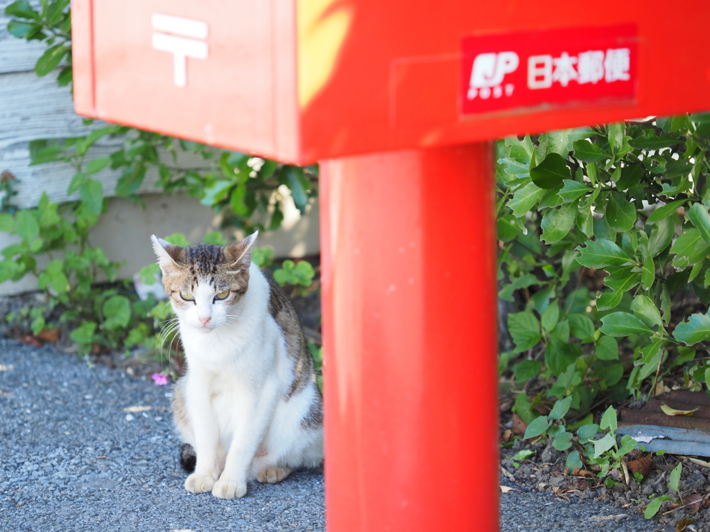上総山田駅のアイドルⅡ