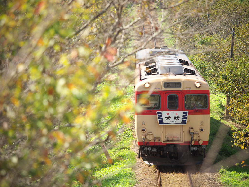 沿線の緑は徐々に山吹色へ