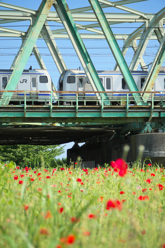 過ぎゆく列車と晩春の残花