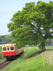 線路脇の少しだけ背の高い木