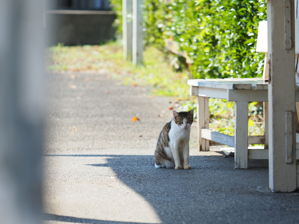 上総山田駅のアイドルⅠ