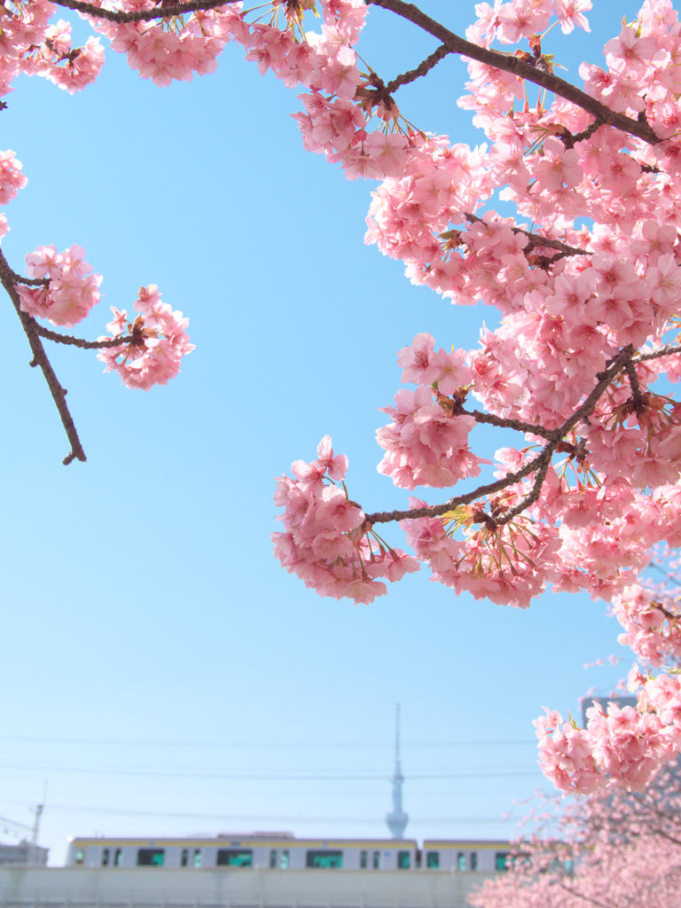 青空にきらめく薄紅花