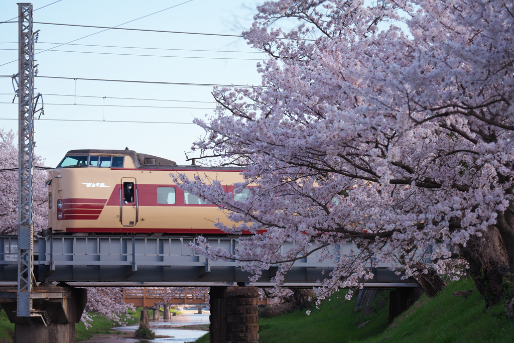 なつかしの特急色に満開の桜を添えて