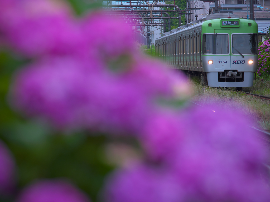 梅雨花のポケット