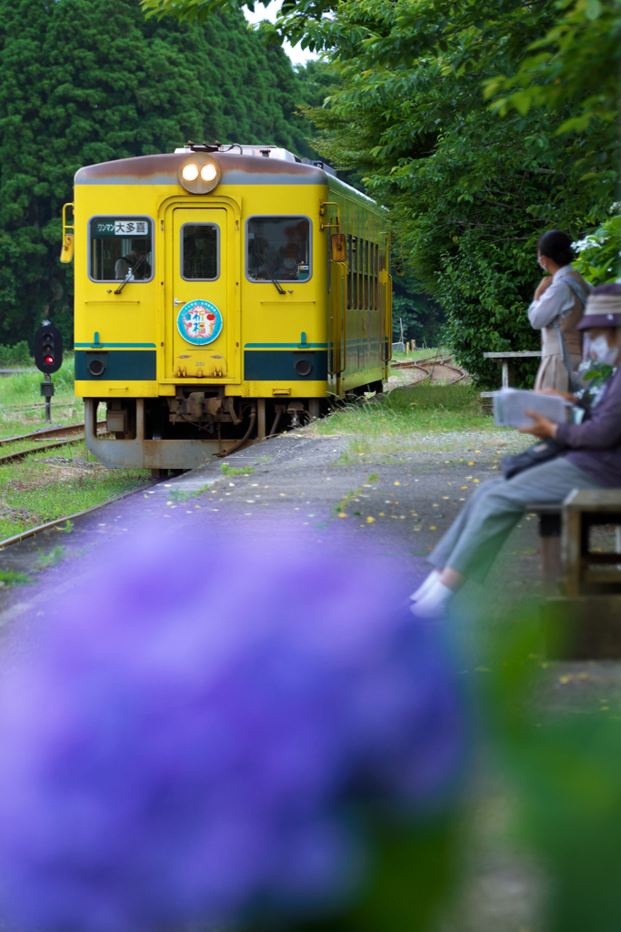 紫陽花駅に幸せ色の列車来る
