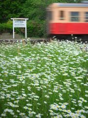 慎ましやかな白花に出迎えられ