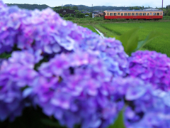 穏やかな雨の季節に