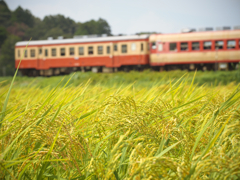 初秋への切符、急行型二連にとっては片道切符