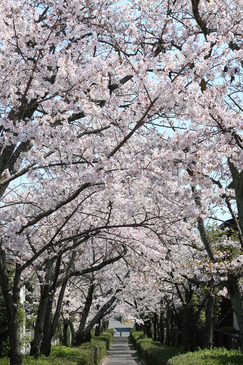 sakura tunnel