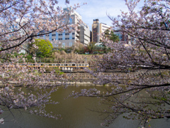 葉桜と鉄道