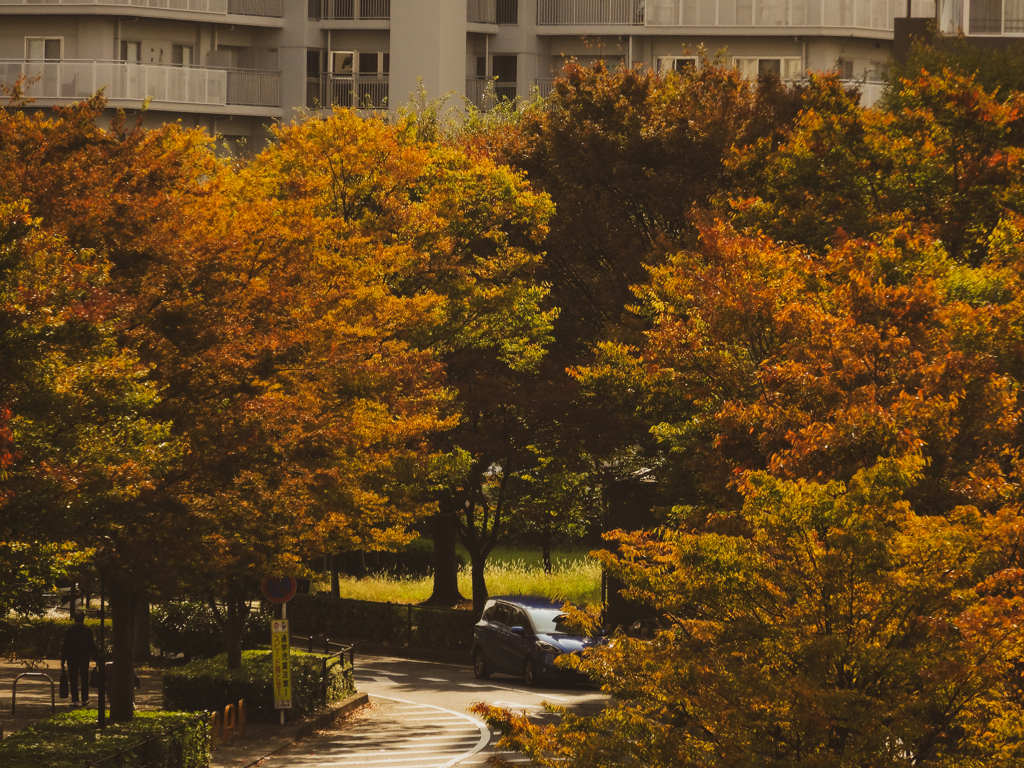 今年の初紅葉 