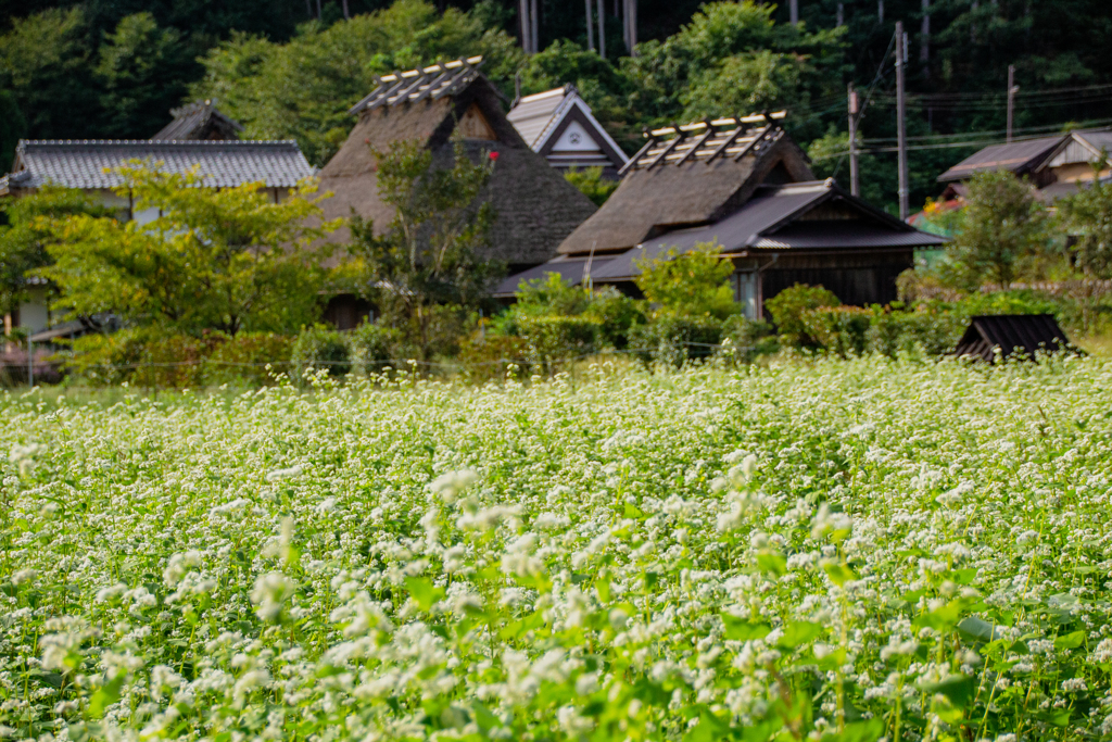 京都美山　かやぶきの里