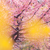 淀の河津桜