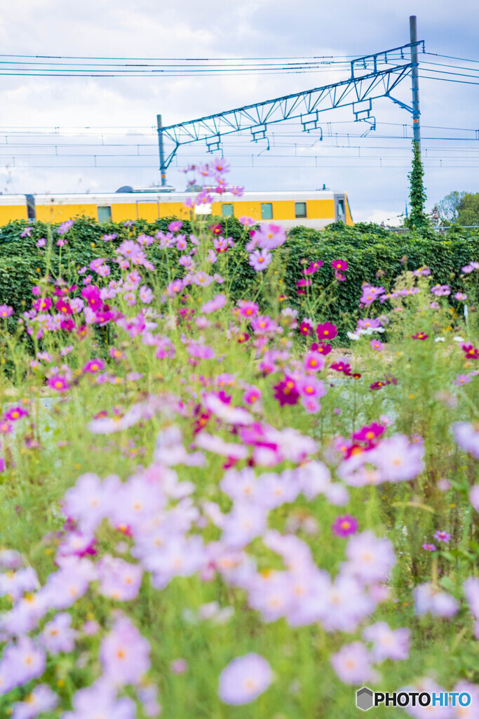 列車と秋桜