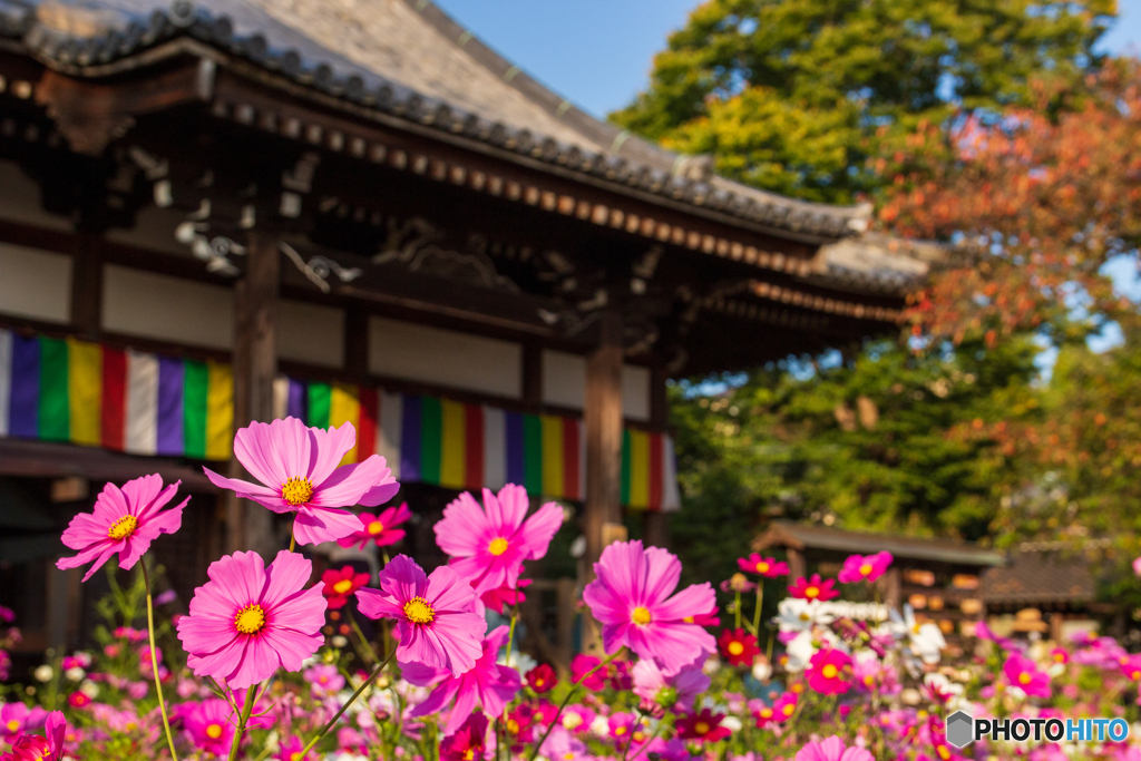 般若寺のコスモス