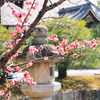 京都の春