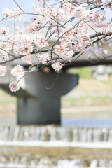 高野川堤の桜