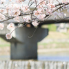 高野川堤の桜