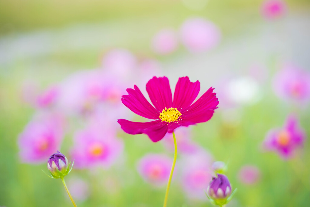 秋桜　三姉妹