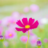 秋桜　三姉妹