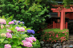 善峯寺の紫陽花