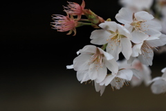 初桜