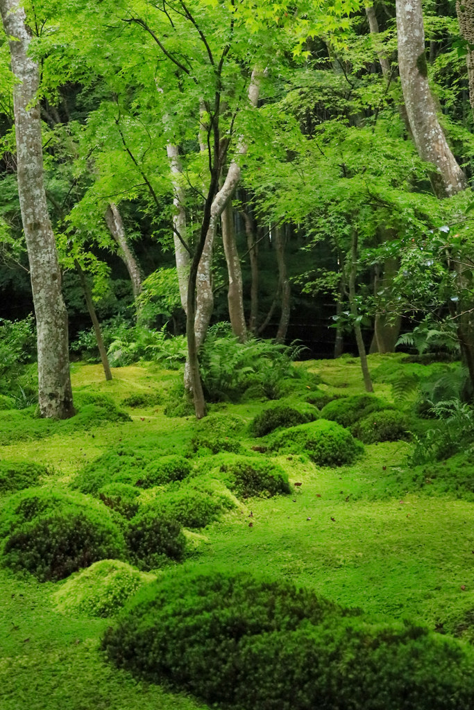 苔の庭