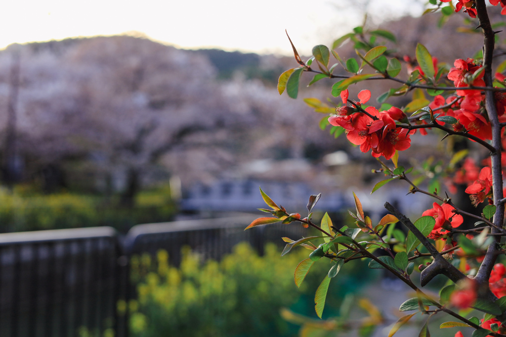 花咲く帰り道