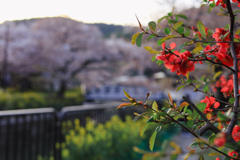 花咲く帰り道