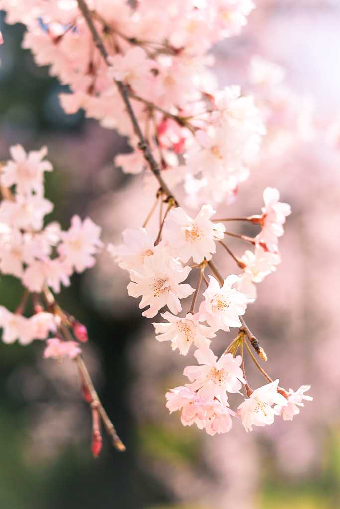 桜色ふわり