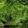 法然院の新緑