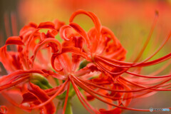 若宮八幡宮の彼岸花