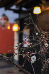 京の町に咲く梅