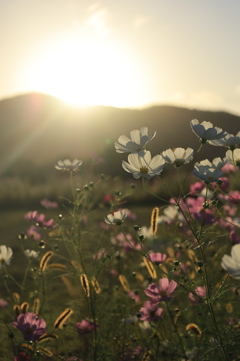 秋桜