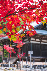 神護寺の紅葉